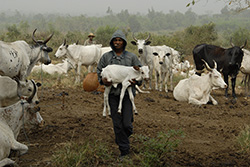 Cattle farming in Benin
